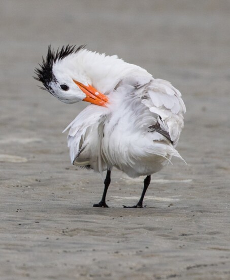 Royal Tern on Kiawah Island 