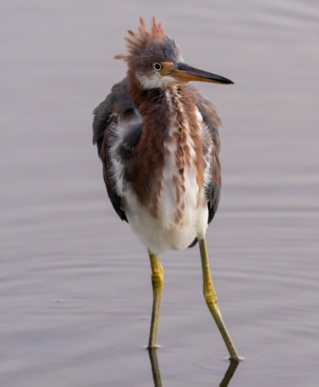 Tri-Colored Heron at Huntington Beach State Park