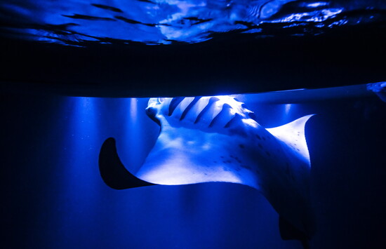 Photo by Jacob Vandervelde