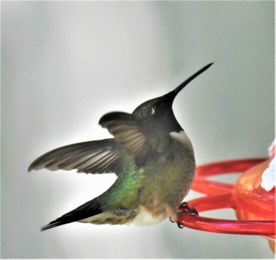 Photo by Julie Brown Patton