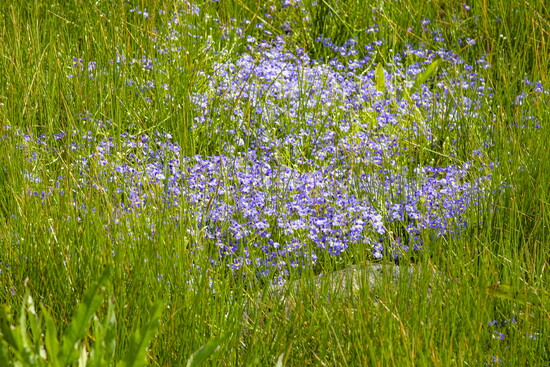 Wildflowers, whispers, and wide-open skies. Nature puts on a show every season at the Vernal Pool Trail.