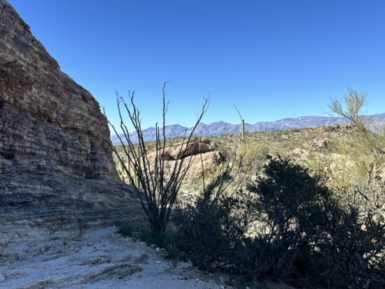 Saguaro National Park