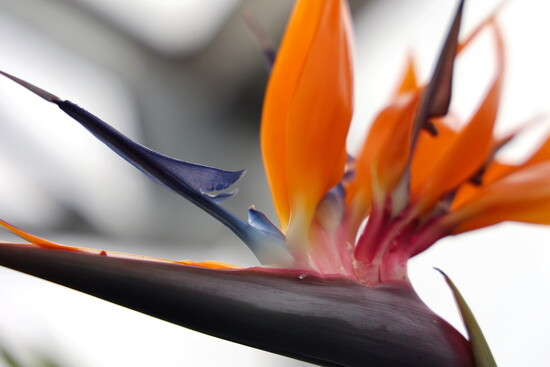 Beth Hopkins Combs tends to a blooming bird of paradise plant inside the greenhouse at Arlie’s Farm in late December 2025. 