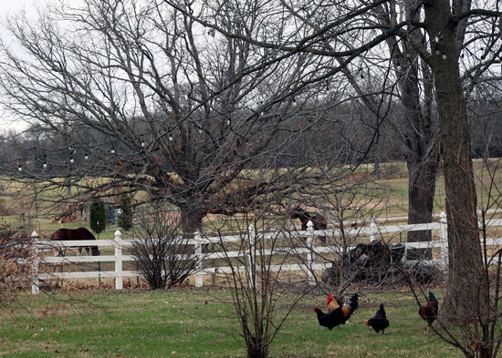 Chickens and horses roam freely across the grounds at Arlie's Farm, bringing movement and life to the winter landscape. 
