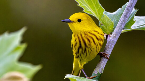 Yellow Warbler