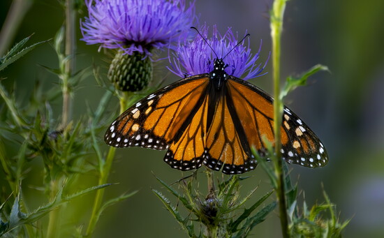Monarch Butterfly