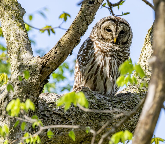 Barred Owl