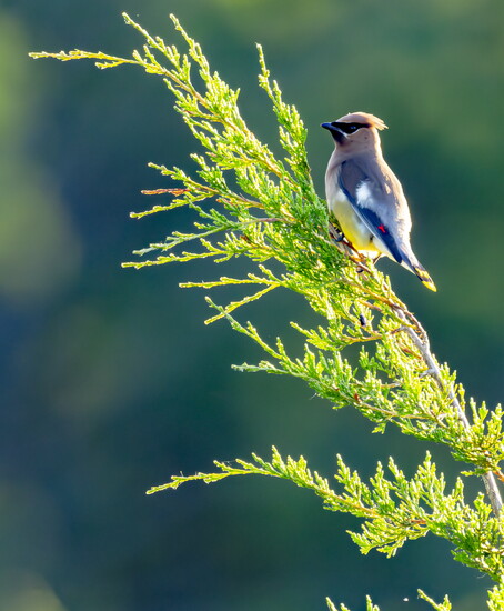 Cedar Waxwing