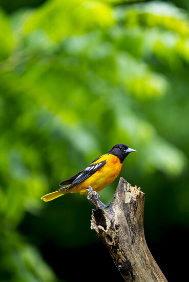Male Baltimore Oriole