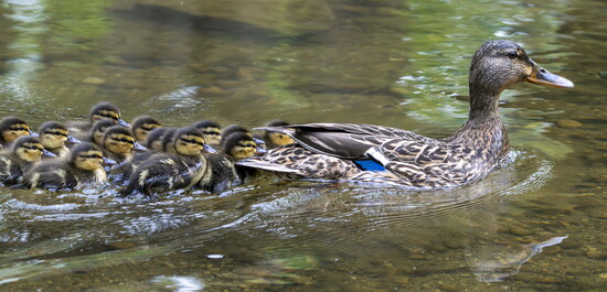 Female Mallard