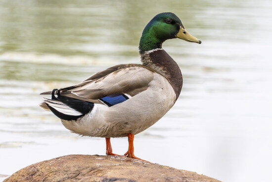 Male Mallard