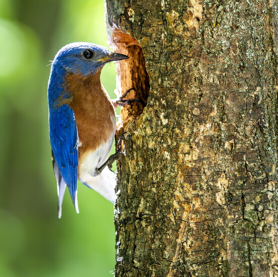 Male Bluebird