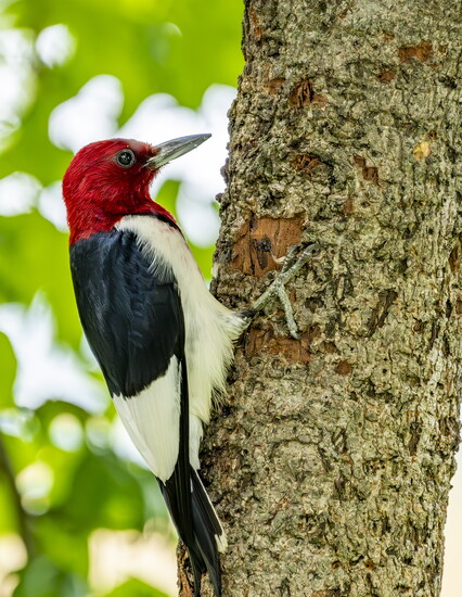 Red Headed Woodpecker