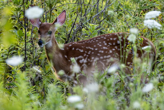 Whitetail Deer Fawn