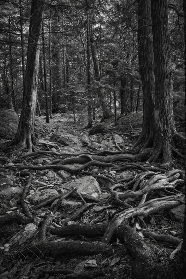 Drama even in black and white.
