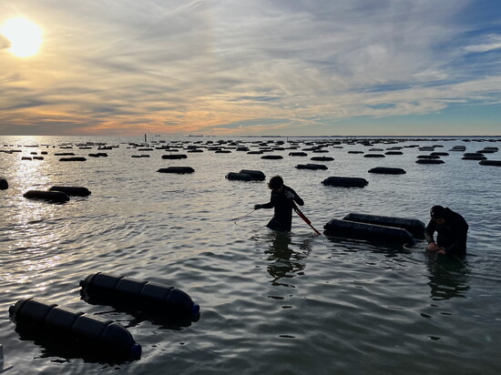 Workers for Isle Dauphine Oyster Co. check the floating baskets at the company's farm off the coast of Dauphin Island. (Photo: Isle Dauphine Oyster Co.)
