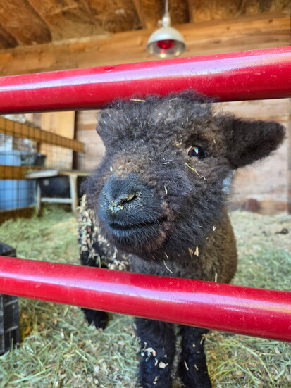 Bruno, Howell's Heritage South Down Babydoll sheep