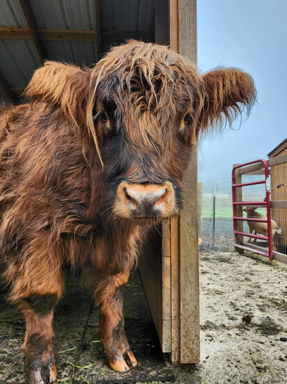 Howell's cow, Cotton