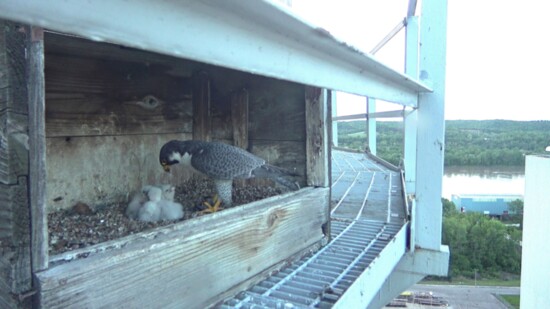 Ameren Missouri’s 2024 Falcon Cam. Provided by Andy Painter. 