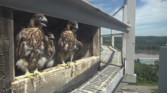 Ameren Missouri’s 2024 Falcon Cam. Provided by Andy Painter. 
