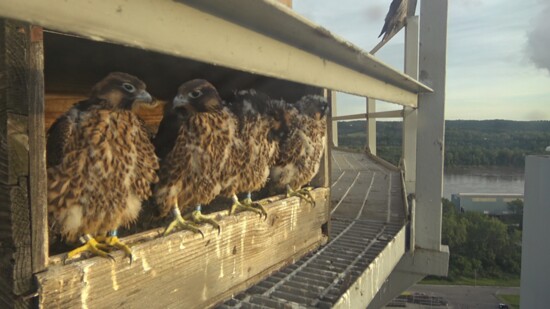 Ameren Missouri’s 2024 Falcon Cam. Provided by Andy Painter. 