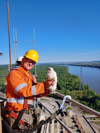 Jeff Meshach for banding day of peregrine falcon chick. 