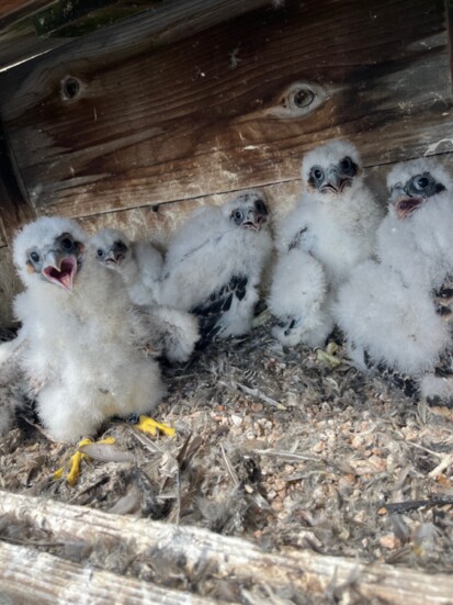 Local peregrine falcon chicks in restoration program via live watch camera / Photo by Jeff Meshach