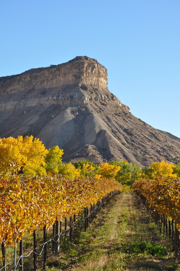 Cycling the Fruit and Wine Byway