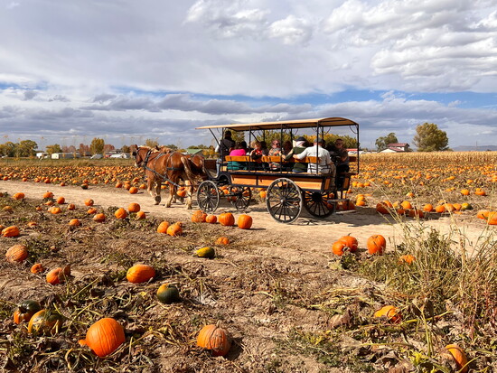 Studt's Pumpkin Patch