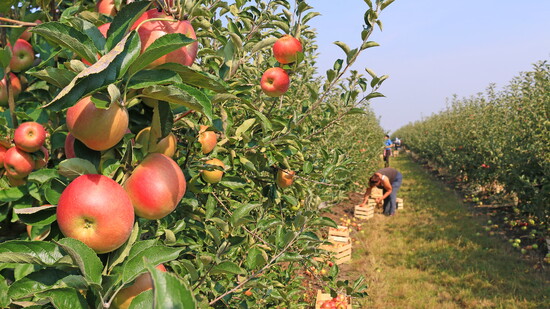 Idaho farmers helped pioneer the apple industry in the northwestern United States. Many major Idaho apple orchards began producing fruit in the 1890's