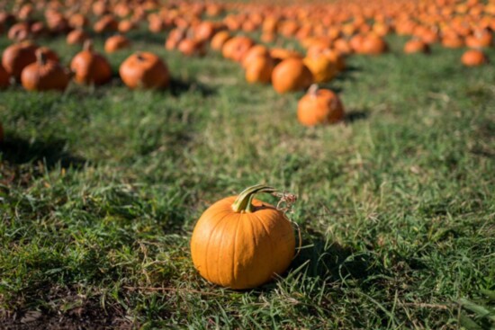 Our area has many great pumpkin patches