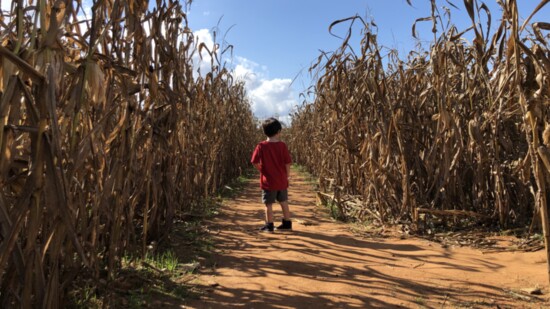 Getting lost in the corn maze is one of the fun activities at Southern Belle Farm. 