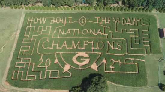 This year's corn maze at Southern Belle Farm celebrates the National Champion Georgia Bulldogs