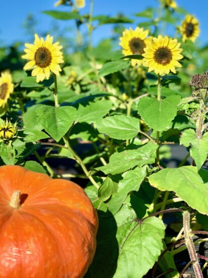 Southern Belle Farm offers seasonal you-pick flowers and produce. 