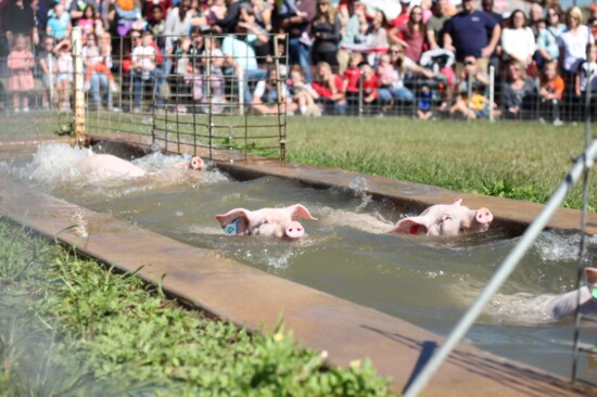 One of the popular activities at Southern Belle Farm is the pig races. 