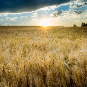 wheat%20sunrise-300?v=1