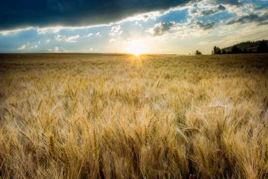 Sunrise over a golden field of ready to harvest wheat