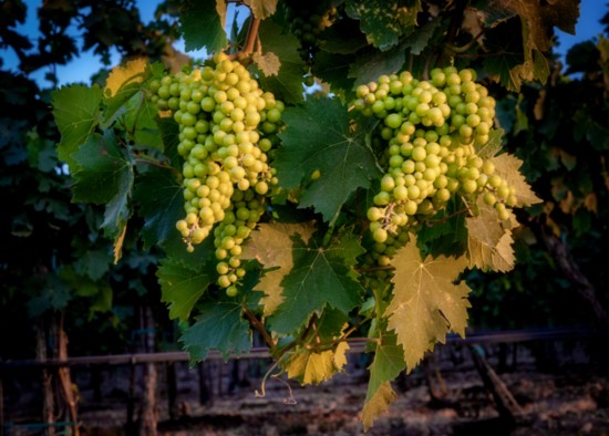 Ripe grapes on the vine Nampa wine vineyard