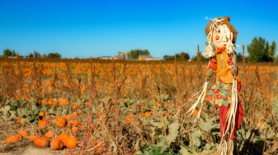 Happy Scarecrow protects pumpkin field 