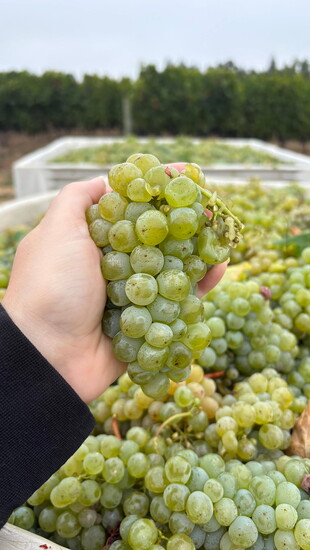 Sangiacomo grapes were ready for harvest