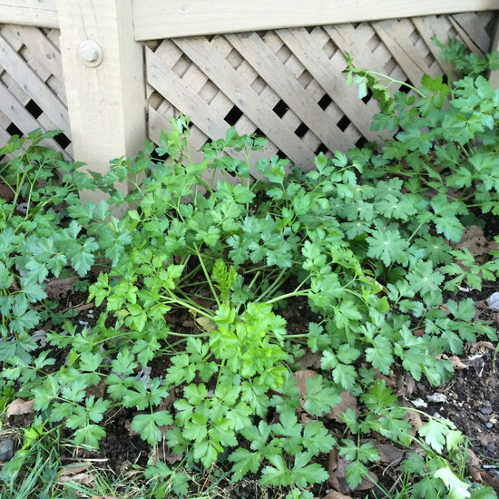 Parsley can stay green above ground into December.