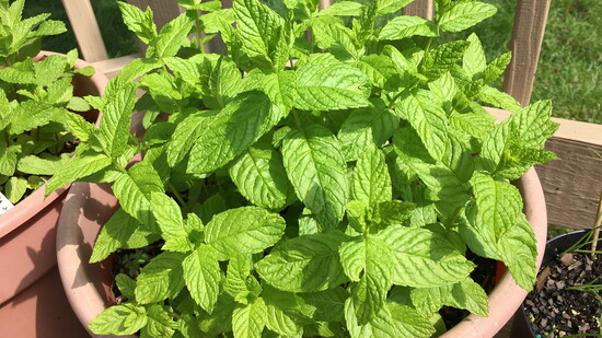 Peppermint is easy to cut and root in water.