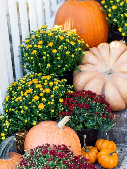 Gorgeous mums and pumpkins in an array of autumn colors