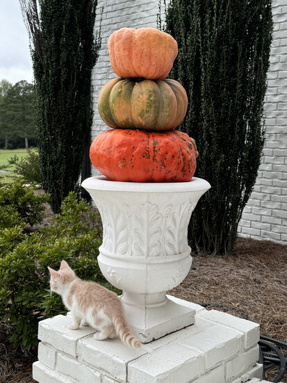 Even the kitty cats are ready for fall!