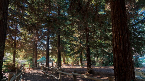 Carbon Canyon, Redwood Grove
