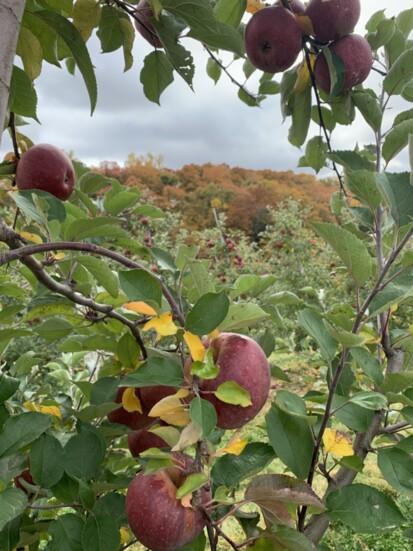 Highland Orchards