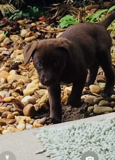 La Fiesta's Pup: Hershey