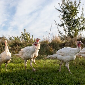 Fresh Whole Turkeys - JH Grass Fed