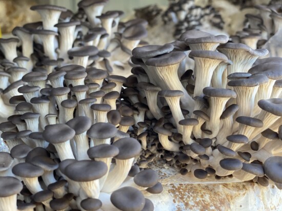 Blue Oyster Pin Mushrooms