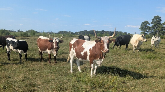 Mavens & Makers owners raise heritage breed livestock on their farm in Baileyton.